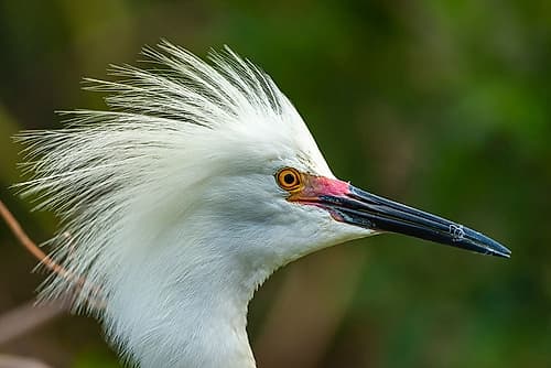 USA-Florida-Anastasia Island Close-up of snowy egret head in breeding plumage Art Print